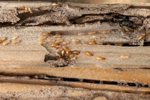Pest Prevention Services in Wilmington Island, GA